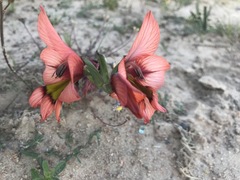 Gladiolus meliusculus