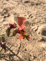 Gladiolus meliusculus