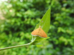 Sericoplaga externalis