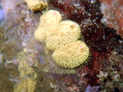 Styelidae