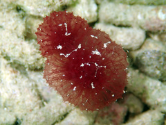 Oceanapia sagittaria