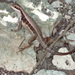 Monte Verde Curlytail Lizard - Photo (c) J. Burke Korol, some rights reserved (CC BY-NC), uploaded by J. Burke Korol