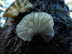 Campanella tristis image