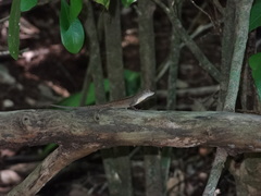 Anolis jubar