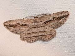 Scioglyptis loxographa