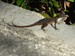 Anolis jubar