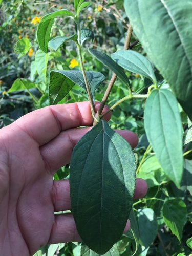 Helianthus tuberosus
