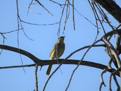 Gavicalis fasciogularis