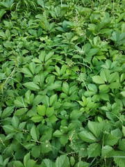 Parthenocissus inserta