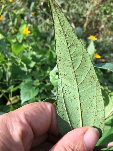 Helianthus tuberosus