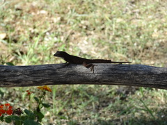 Anolis homolechis