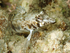 Parapercis australis