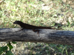 Anolis homolechis