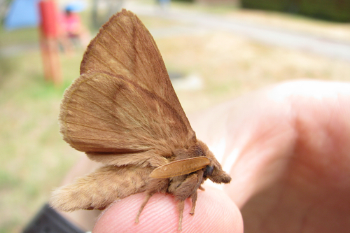 Drinker Moth, photo 4 of 10