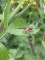 Athalia rosae