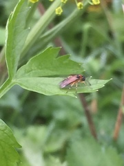 Athalia rosae
