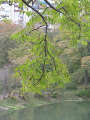 Fraxinus mandshurica