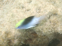 Chrysiptera rollandi