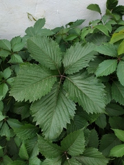 Parthenocissus inserta