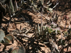 Adromischus filicaulis