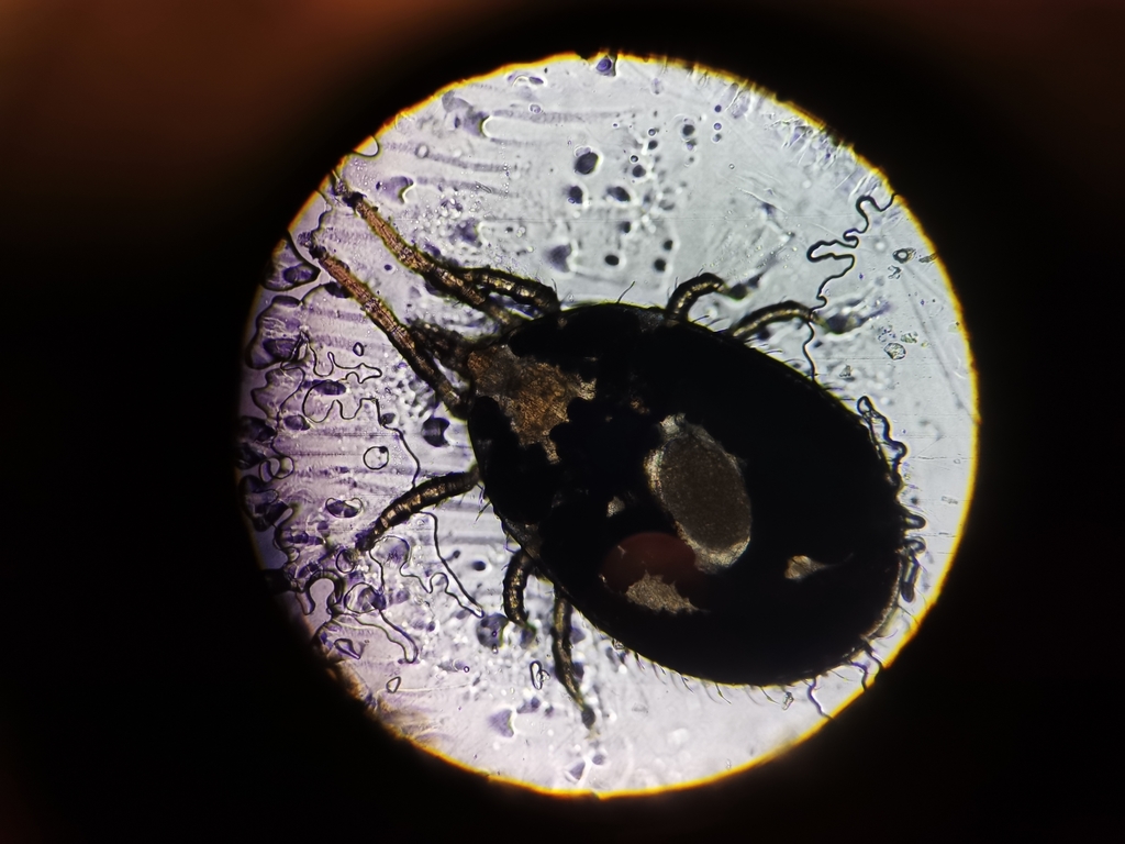 Ophionyssus