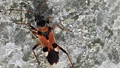 Beosus quadripunctatus