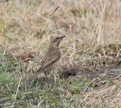 Turdus eunomus × naumanni