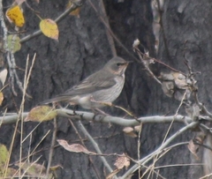 Turdus eunomus × naumanni