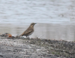 Turdus eunomus × naumanni