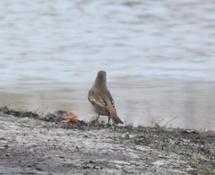 Turdus eunomus × naumanni
