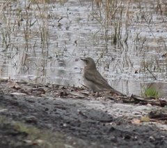 Turdus eunomus × naumanni