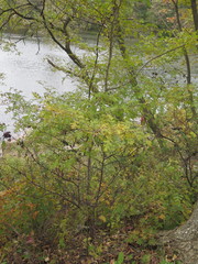 Crataegus pinnatifida