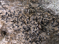 Pseudoschismatomma rufescens