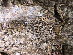 Pseudoschismatomma rufescens