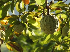 Annona macroprophyllata