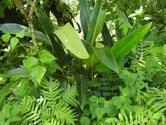 Anthurium seleri