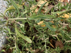 Atriplex patens