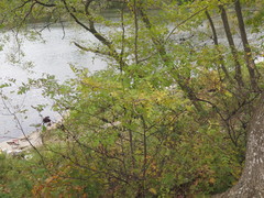 Crataegus pinnatifida