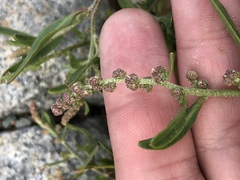 Atriplex patens