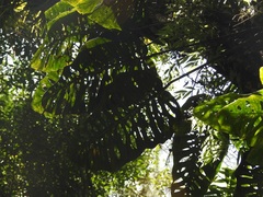 Monstera siltepecana