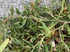 Atriplex patens