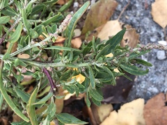 Atriplex patens