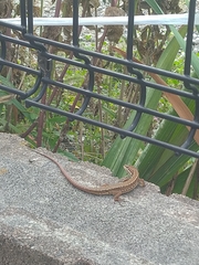 Takydromus tachydromoides