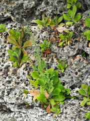 Pseudoconyza viscosa