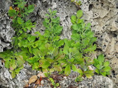 Pseudoconyza viscosa