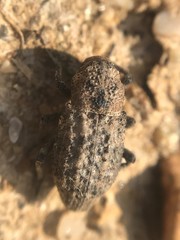 Thecesternus maculosus