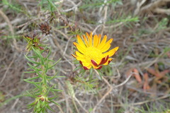 Oedera capensis