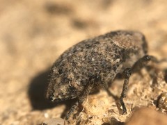 Thecesternus maculosus