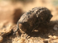 Thecesternus maculosus