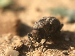 Thecesternus maculosus